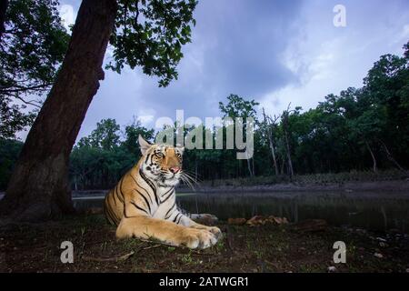 Bengal tiger (Panthera tigris tigris) sub adult tigress resting at dusk. Kanha National Park, Central India. Camera trap image. Stock Photo