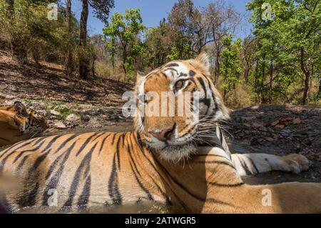 Bengal tiger (Panthera tigris tigris) dominant male (T29) and resident female (T27) cooling off in a watering hole Kanha National Park, Central India. Camera trap image. Stock Photo