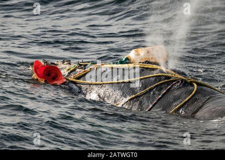 Fishing ropes wrap over the blowhole of a severely entangled North Atlantic right whale (Eubalaena glacialis) in the Gulf of Saint Lawrence, Canada. Fishing gear entanglement is a leading cause of death in North Atlantic right whales. IUCN Status: Endangered. July Stock Photo