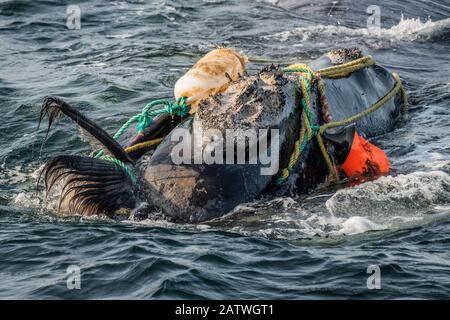 Fishing ropes wrap around the head and mouth, damaging the baleen of a  severely entangled North Atlantic right whale (Eubalaena glacialis) in the  Gulf of Saint Lawrence, Canada. Fishing gear entanglement is