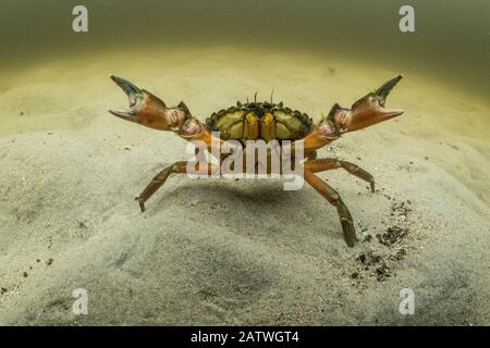 European green crab (Carcinus maenas), an invasive species in North America, Kejimkujik Seaside National Park, Nova Scotia, Canada. July. Stock Photo