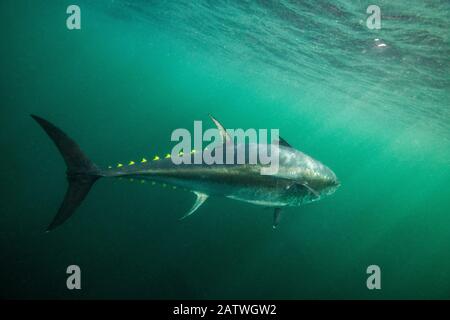 Atlantic bluefin tuna (Thunnus thynnus) off Antigonish, Nova Scotia, Canada. October . Stock Photo