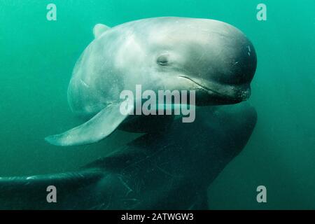 Long-finned pilot whale (Globicephala melas) off Nova Scotia, Canada. October. Stock Photo