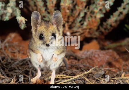 Fat-tailed dunnart (Sminthopsis crassicaudata) Goongarrie NP in Goldfields Region of Western Australia. Stock Photo