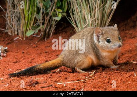 Brush-tailed mulgara (Dasycercus blythi) Little Sandy Desert, Western Australia. Stock Photo