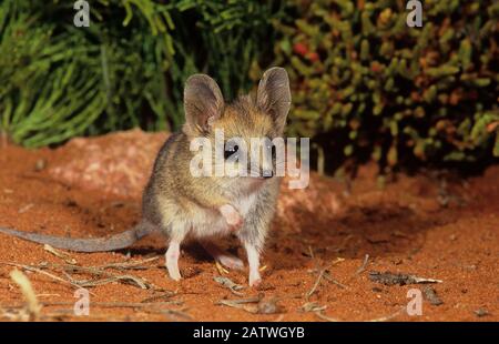 Fat-tailed dunnart (Sminthopsis crassicaudata) Goongarrie NP, Goldfields Region, Western Australia. Stock Photo