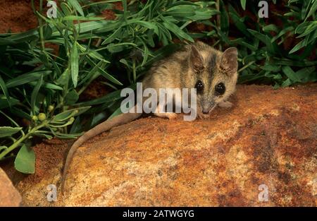 Stripe-faced dunnart (Sminthopsis macroura); Range NP, Western Australia. Stock Photo