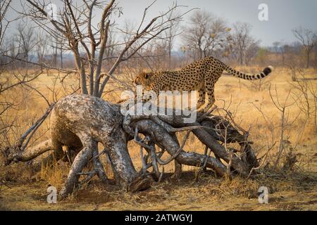 Cheetah (Acinonyx jubatus) stretches on a downed tree. Zimbabwe. September. Stock Photo