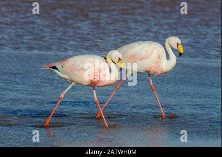 James flamingo / Puna flamingo (Phoenicoparrus jamesi). Lago Colorado, Bolivia. March. Stock Photo