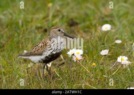 Dunlin (Calidris alpina) small wader with young in machair. North Uist, Scotland, UK, June. Stock Photo