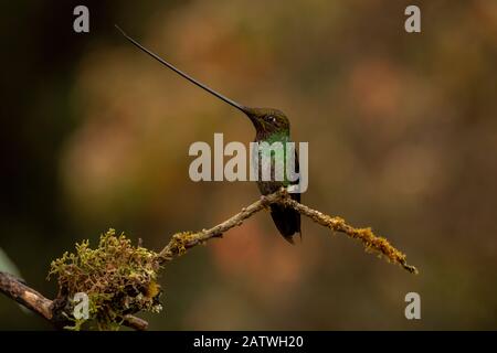 Sword-billed hummingbird (Ensifera ensifera) Yanacocha, Pichincha, Ecuador Stock Photo