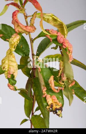 Peach leaf curl (Taprina deformans) fungal disease distortion of leaves on a young Peach tree, Berkshire, September. Stock Photo