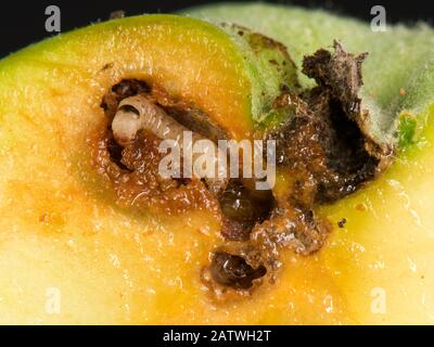 Immature caterpillar of a codling moth (Cydia pomonell) eating its way through a gallery in a ripening apple fruit, Berkshire, July Stock Photo