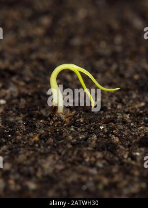 Gardeners delight, Cherry tomato seedling just germinated with cotyledons above the soil Stock Photo