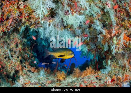 Midnight snapper (Macolor macularis) shelters in a cavern on a coral reef with white soft corals (Scleronephthya sp.) and solderfish. Vavuu Atoll, Maldives. Indian Ocean Stock Photo