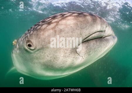 Whale shark (Rhincodon typus) close to the camera with a golden trevally fish (Gnathanodon speciosus) and outline of another whale shark behind , in the plankton-rich green waters of La Paz bay, Baja California Sur, Mexico. Sea of Cortez, Gulf of California, East Pacific Ocean. Stock Photo