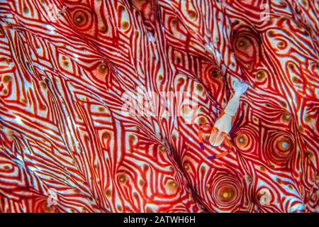 Commensal emperor shrimp (Periclimenes imperator) moves across the colourful red patterned surface of its host Candycane sea cucumber (Thelenota rubralineata). Misool, Raja Ampat, West Papua, Indonesia. Ceram Sea. Tropical West Pacific Ocean. Stock Photo