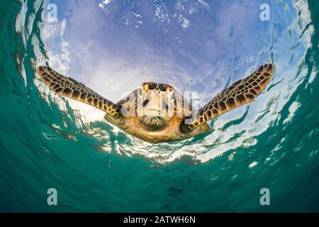 Green turtle (Chelonia mydas) descending after breathing at the surface. Misool, Raja Ampat, West Papua, Indonesia. Ceram Sea. Tropical West Pacific Ocean.