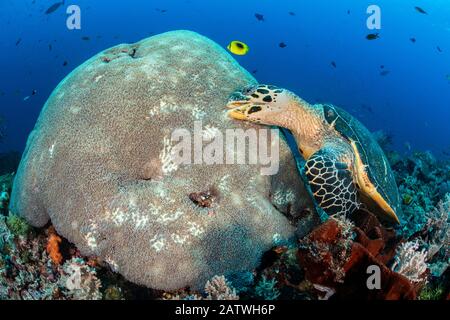 Hawksbill turtle (Eretmochelys imbricata) unusually feeding on hard coral polyps. Misool, Raja Ampat, West Papua, Indonesia. Ceram Sea. Tropical West Pacific Ocean. Stock Photo