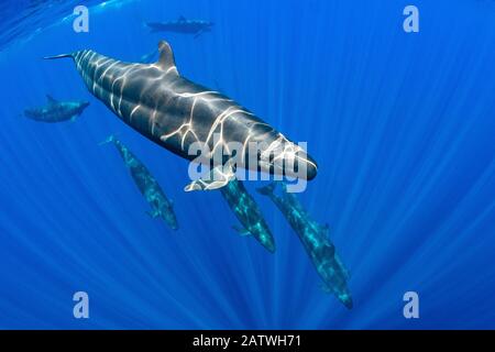 Pod of False killer whales (Pseudorca crassidens) swimming beneath the surface of the ocean. Indian Ocean, off Sri Lanka. Stock Photo