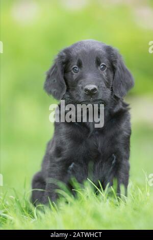 Flat Coated Retriever. Puppy sitting on grass. Germany Stock Photo