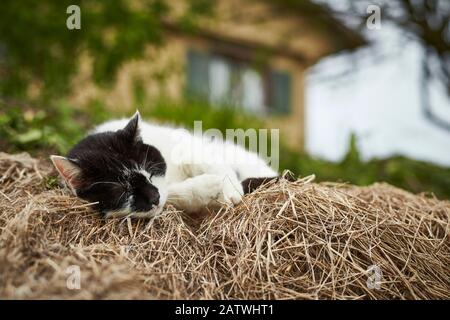 Domestic cat. Black-and-white adult sleeping on a bale of hay. Germany. Stock Photo