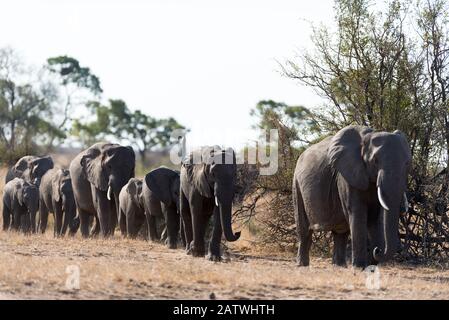 Elephant herd in the wilderness of Africa Stock Photo