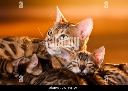 Bengal cat. Mother with sleeping kittens. Germany Stock Photo