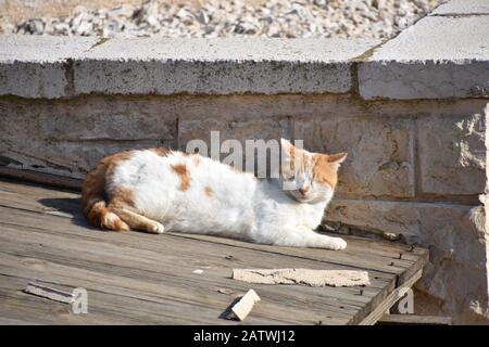 Orange and White Cat in the Sun, Ajloun Castle, Jordan Stock Photo