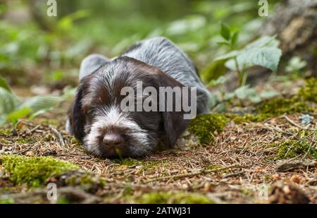 German Wirehaired Pointer. Puppy sleeping in a forest. Germany Stock Photo