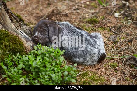 German Wirehaired Pointer. Puppy sleeping next to a tree. Germany Stock Photo