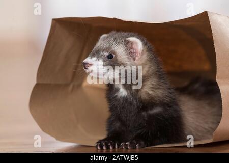 Ferret (Mustela putorius furo). Juvenile lying in a paper bag. Germany Stock Photo