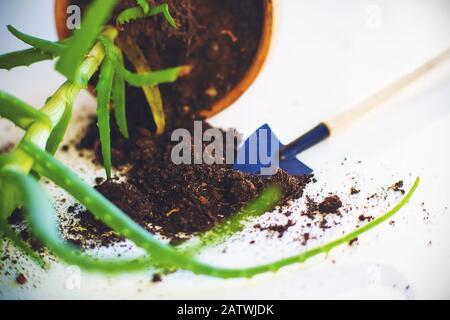 On the white surface lies a fallen clay pot with green aloe and earth that has spilled out. A small shovel is stuck in the ground for gardening at hom Stock Photo