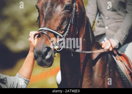 The muzzle of a beautiful, elegant Bay horse with a rider in the saddle and a groom adjusting the bridle with his hand on a Sunny summer day. Stock Photo