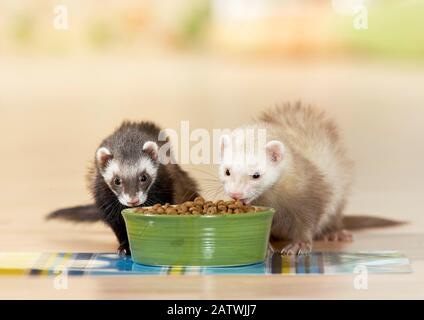 Ferret (Mustela putorius furo). Two adults eating dry food. Germany. Stock Photo