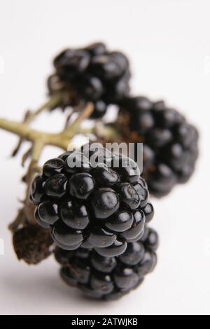 Juicy blackberries on white background, green stem, four fruit, juicy Stock Photo