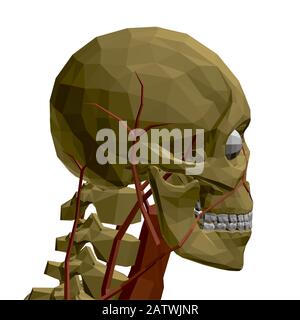 Human skull with blood vessels and internal organs. Polygonal model of the human skeleton. 3D. Side view. Vector illustration. Stock Vector