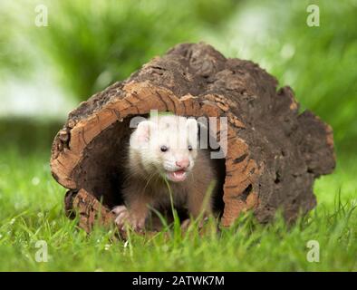 Ferret (Mustela putorius furo). Juvenile in a hollow log. Germany Stock Photo