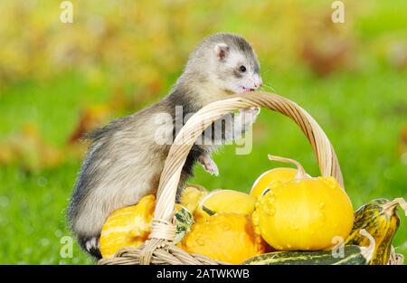 Ferret (Mustela putorius furo) on a basket with gourds. Germany . Stock Photo