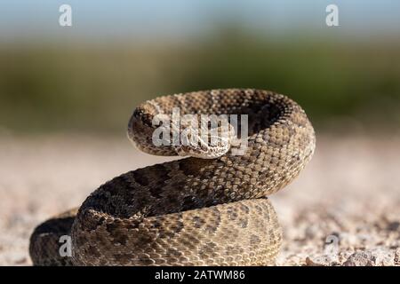 Texas Rattlesnake Curled Up ready to attack if needed,