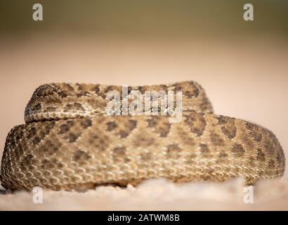 Texas Rattlesnake Curled Up ready to attack if needed,