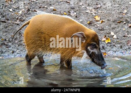 Red river hog, Potamochoerus porcus, also known as the bush pig. Stock Photo