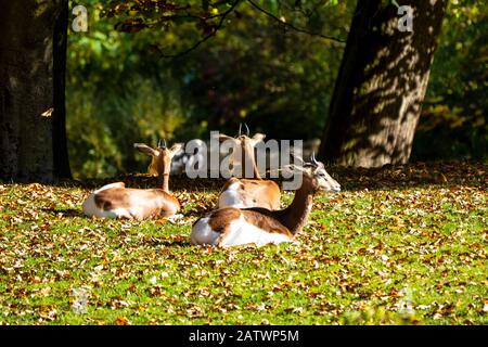 Dama gazelle, Gazella dama mhorr or mhorr gazelle is a species of gazelle Stock Photo