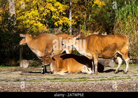 Banteng, Bos javanicus or Red Bull is a type of wild cattle. Stock Photo