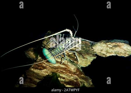 Painted Spiny Lobster or Painted Rock Lobster, panulirus versicolor, Adult, South Africa Stock Photo