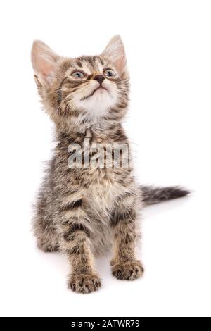 A small playful striped gray kitty looks up. Stock Photo