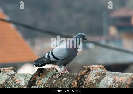 Pigeon on the top of the roof Stock Photo