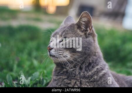 Cat is laying on the grass Stock Photo