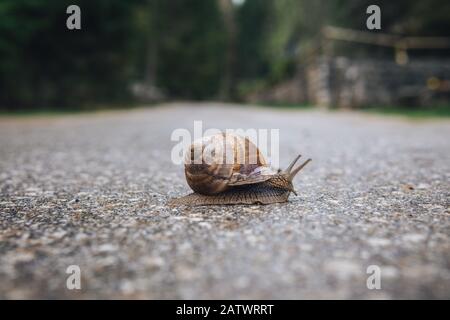 Little snail on the road Stock Photo