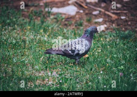 Pigeon eating bread on the grass Stock Photo